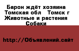 Барон ждёт хозяина - Томская обл., Томск г. Животные и растения » Собаки   